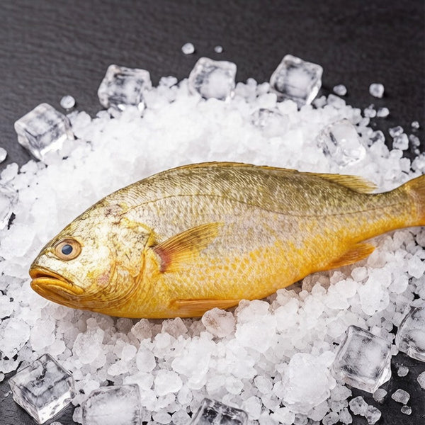 Golden Wild-Caught Yellow Croaker